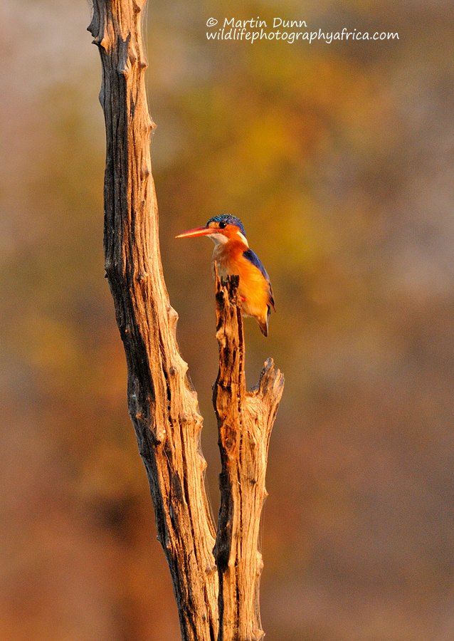 Malachite Kingfisher - (Alcedo cristata)
