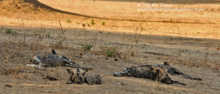 African Wild Dogs - Mana Pools NP