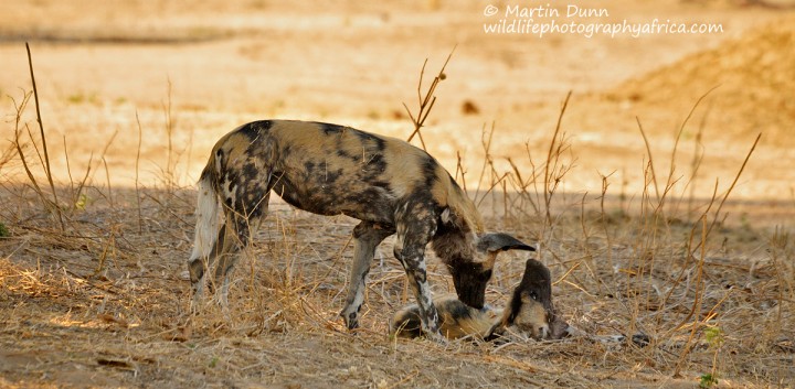 African Wild Dogs - mana Pools NP