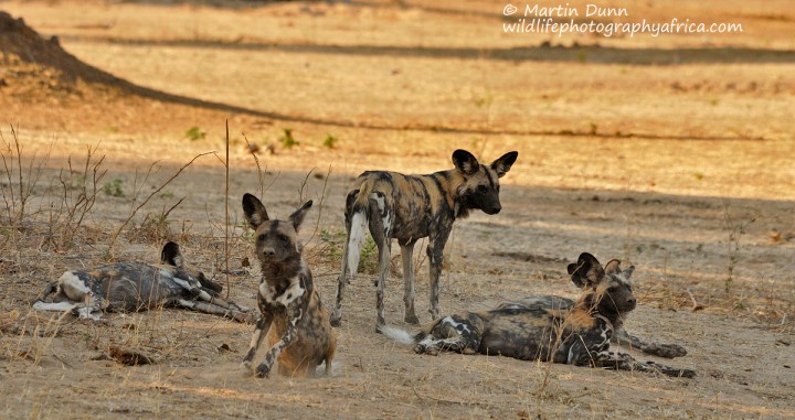 African Wild Dogs - Mana Pools NP