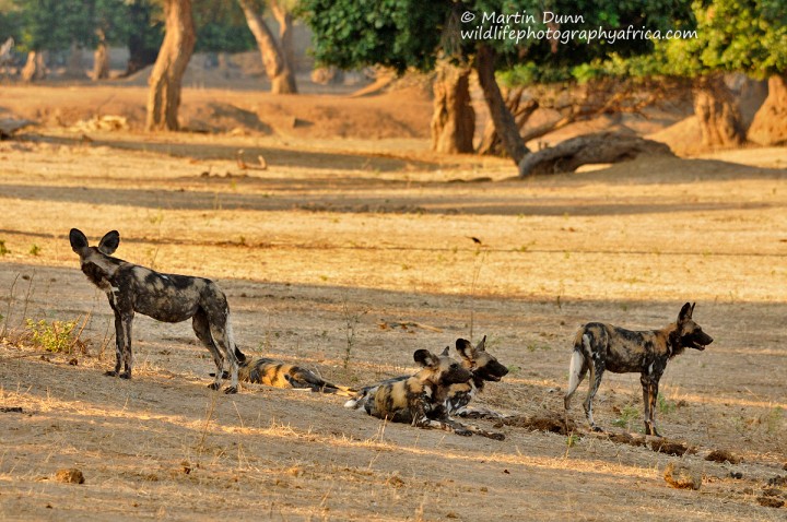 African Wild Dogs _ Mana Pools NP