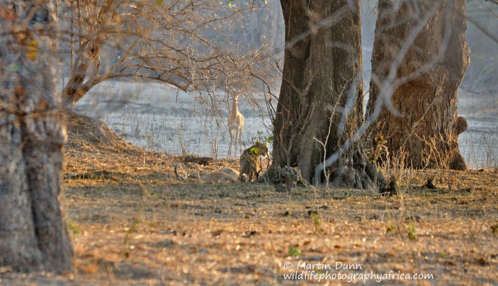 Leopard with Impala kill - Mana Pools NP