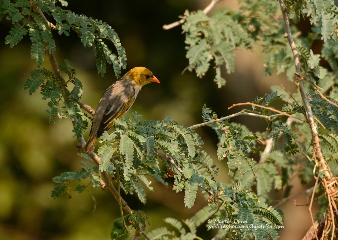 Red Headed Weaver (female) - Anaplectes melanotis