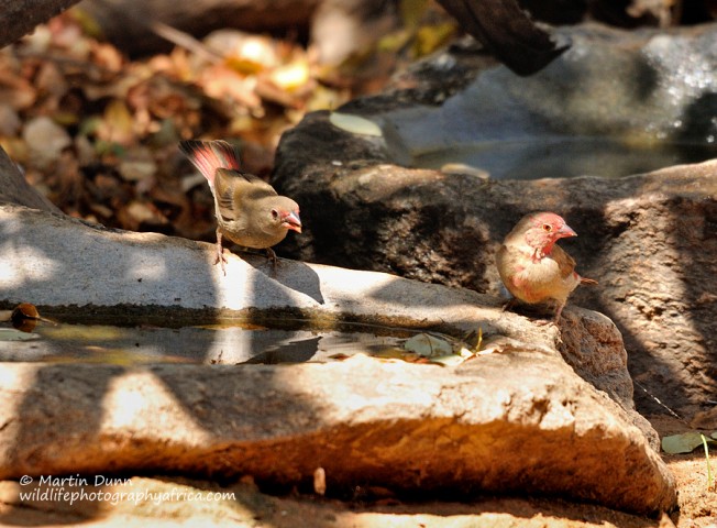 Red Billed Firefinch - (Lagonosticta senegala)