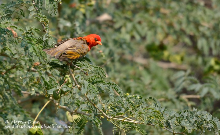 Red Headed Weaver - (Anaplactes melanotis)