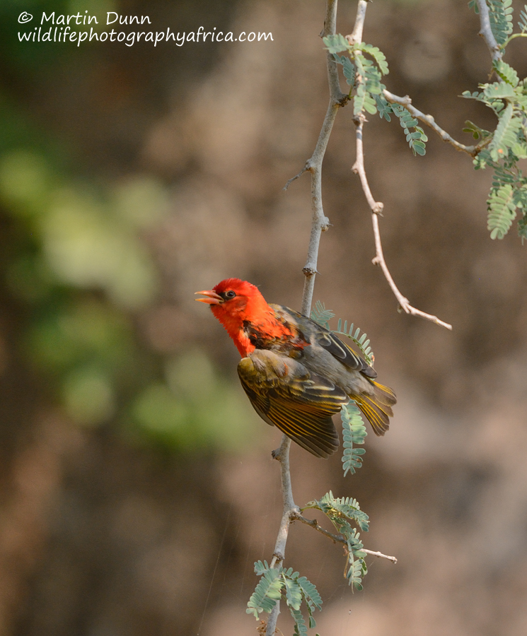 Red Headed Weaver -(Anaplectes melanotis)