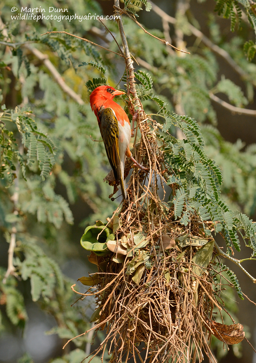 Red Headed Weaver - (Anaplectes melanotis)