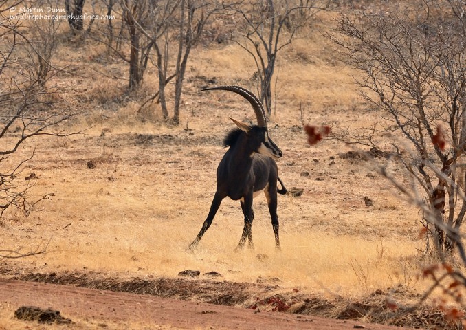 Sable Antelope