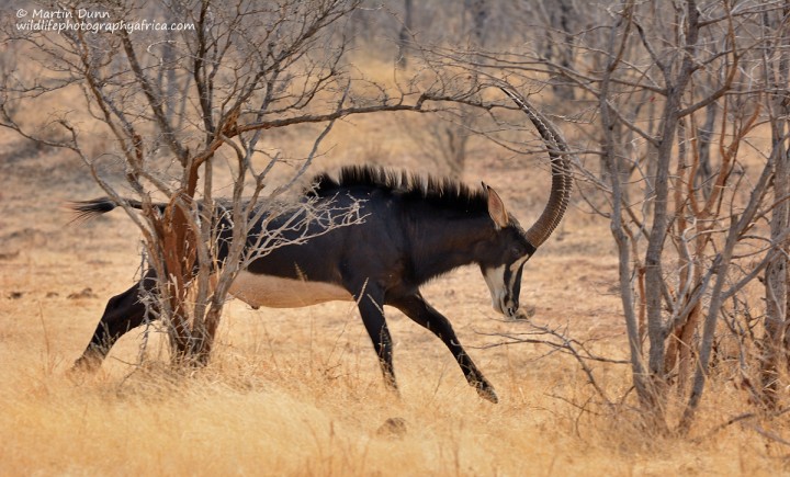 Sable Antelope