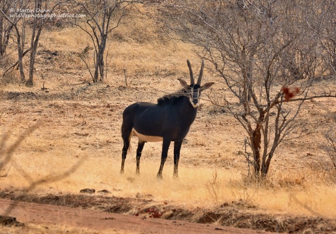 Sable Antelope