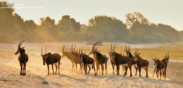Sable antelope at sunset in Chobe