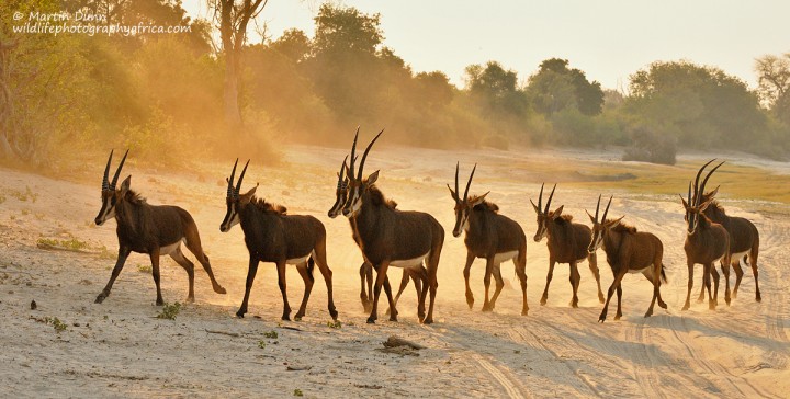 Sable antelope running for the trees