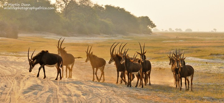 sable antelope at sunset