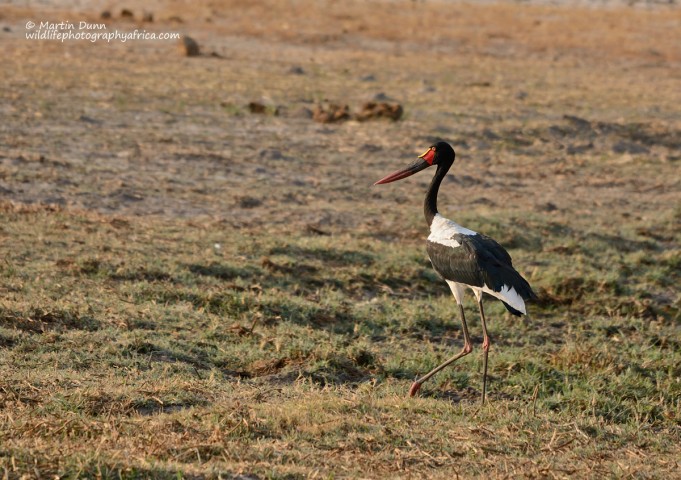 Saddle Billed Stork - Ephippiorhynchus senegalensis