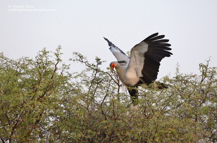 Secretary Bird - Saggitarius serpentarius