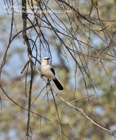 Southern Pied Babbler- Turdoides bicolor