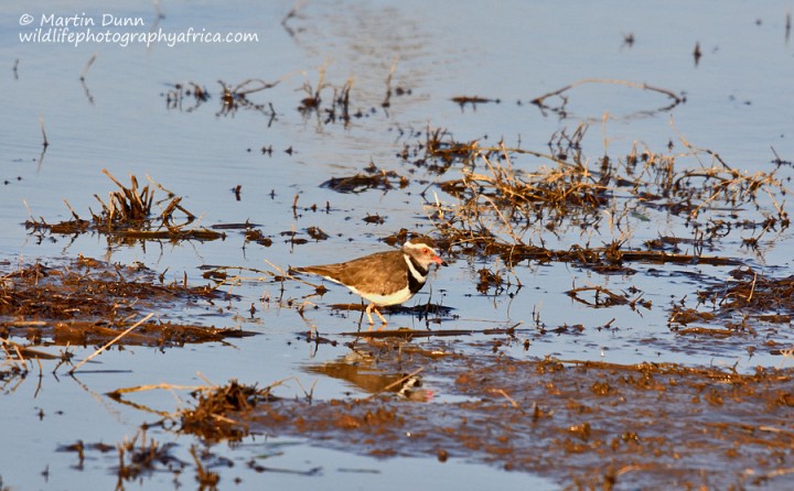 Three Banded Plover - (Charadrius tricollaris)