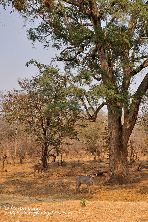 Greater Kudu