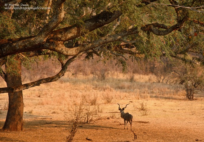 Greater Kudu