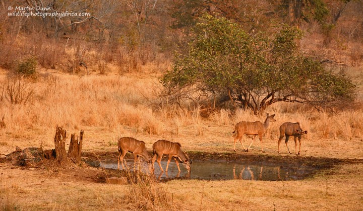 Greater Kudu - females