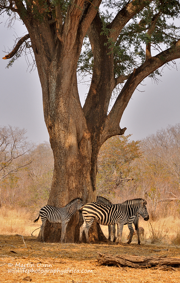 Plains Zebra