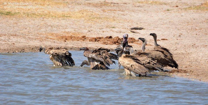 Vultures taking a bath