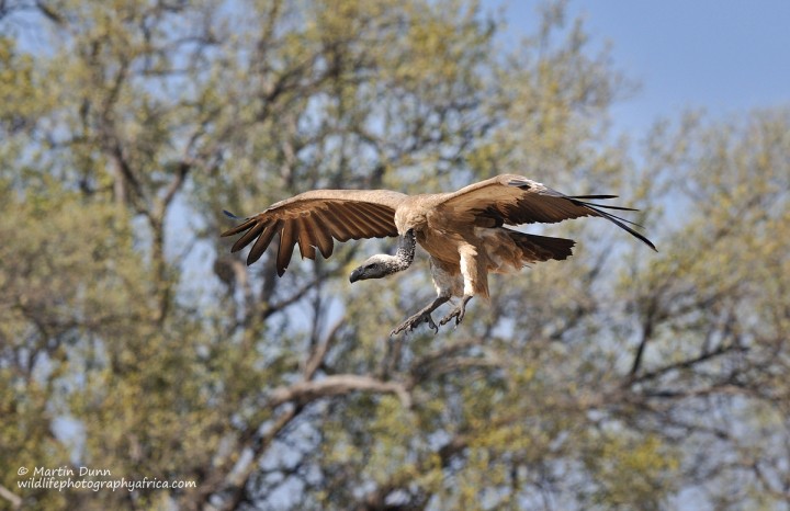 White Backed Vulture - (Gyps africanus)