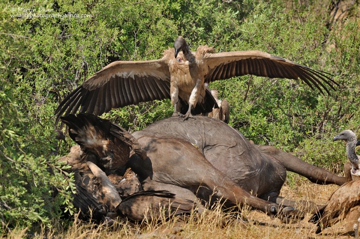 White Backed Vulture (Gyps africanus) staking its claim to a buffalo carcass