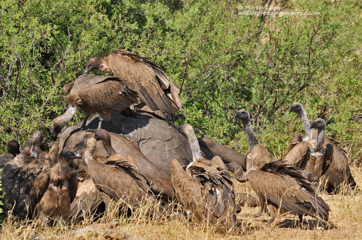 White Backed Vultures squabbling over a buffalo carcass