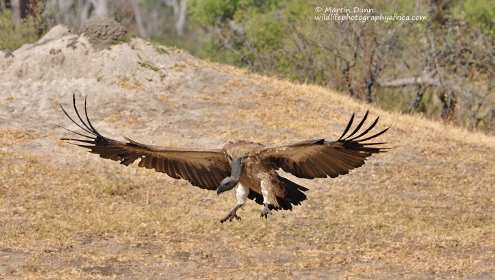 White Backed Vulture - (Gyps africanus)