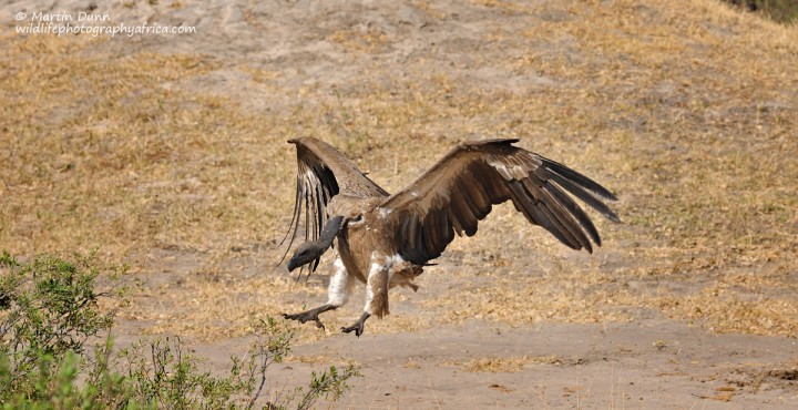 White Backed Vulture - (Gyps africanus)