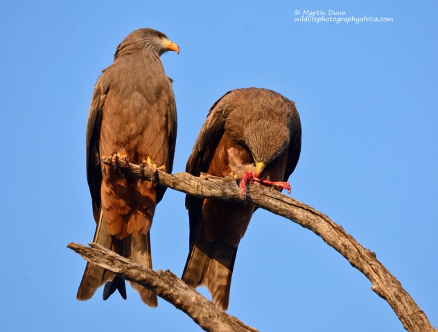 A pair of Yellow Billed Kites - (Milvus aegyptius)