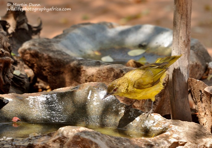 Yellow Bellied Greenbul - (Chlorocichla flaviventris)