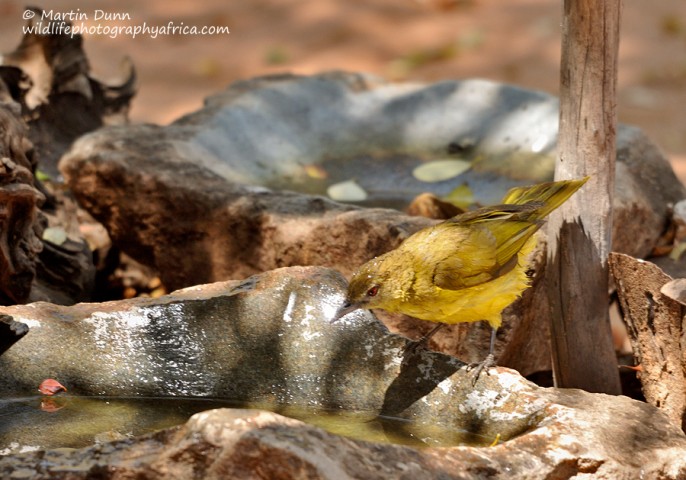 Yellow Bellied Greenbul - (Chlorocichla flaviventris)