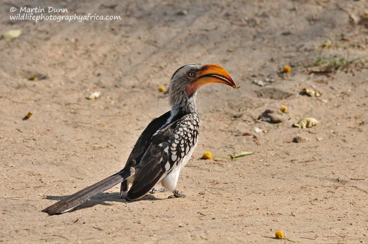 Southern Yellow Billed Hornbill - Tockus leucomelus