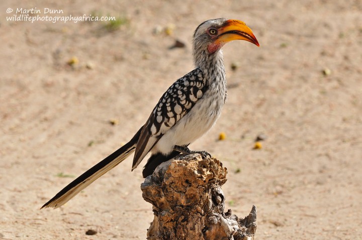 Southern Yellow Billed Hornbill - Tockus leucomelus