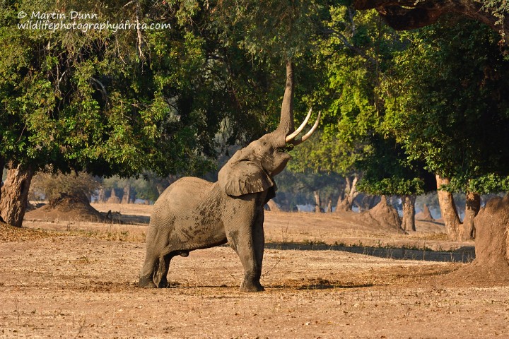 A typical pose for a Mana Pools elephant