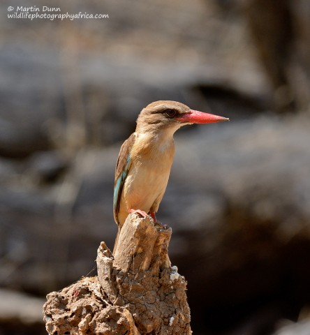 Brown Hooded Kingfisher - (Halcyon albiventris)