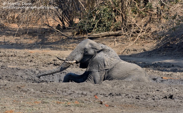 Elephant mud bath, Kanga Pan, Mana Pools NP