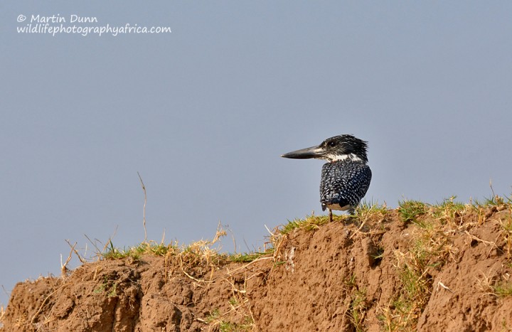 Giant Kingfisher - (Megaceryle maxima)