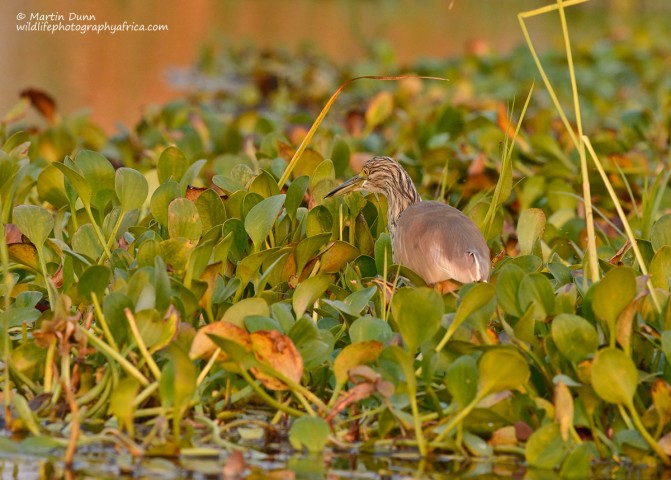 Squacco Heron - (Ardeola ralloides)