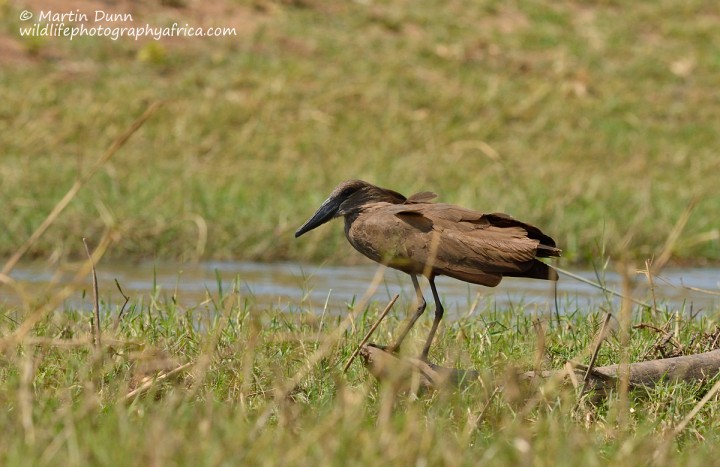 Hamerkop - (Scopus umbretta)