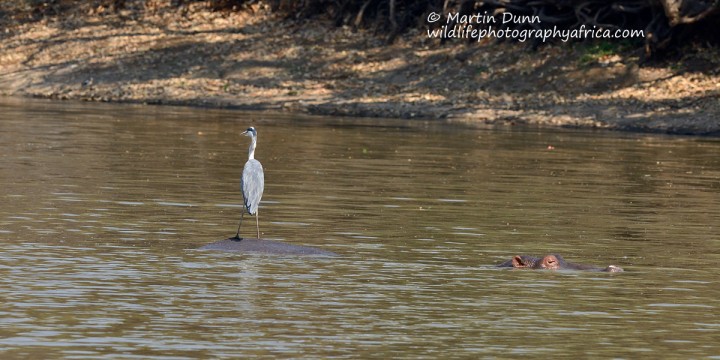 A convenient perch - Long Pool, Mana Pools NP