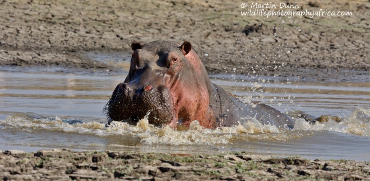 Hippo at Long Pool - Mana Pools NP