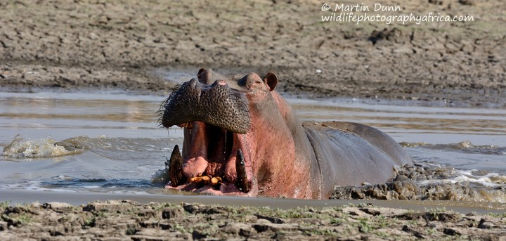 Hippo at Long Pool - Mana Pools NP