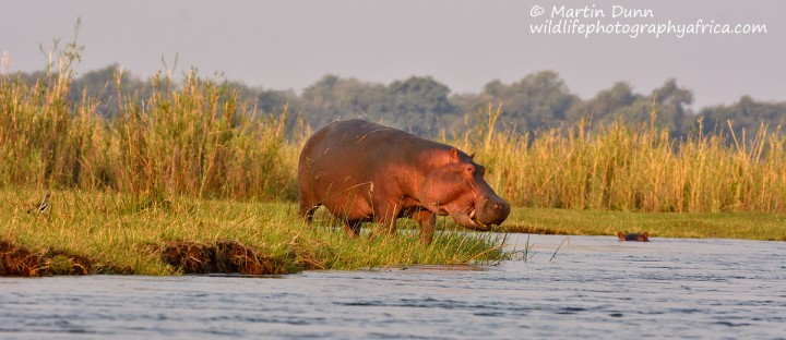 Hippo on the banks of the Zambezi river