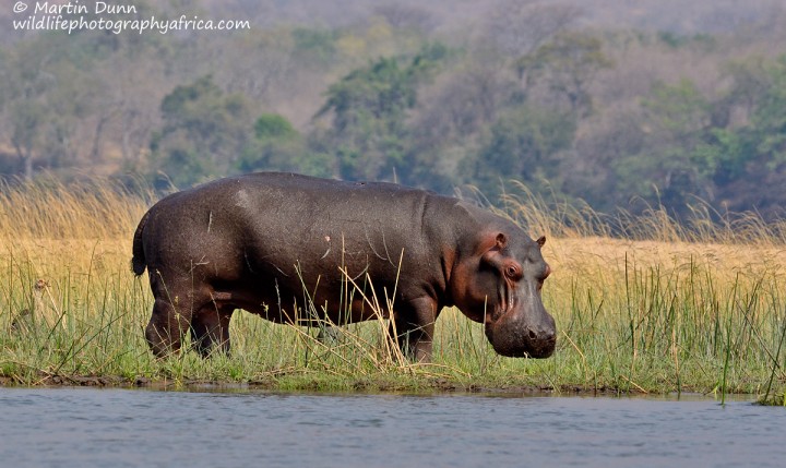 A hippo eyes us suspiciously