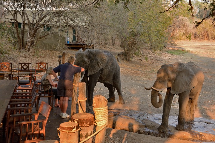 Curious elephants at Kanga Camp, Mana Pools NP