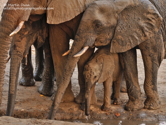 Elephants, kanga Pan, Mana Pools NP