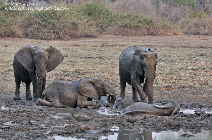 Elephant mud bath, Kanga Pan, Mana Pools NP